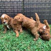 buy lovely cavapoo puppies near me