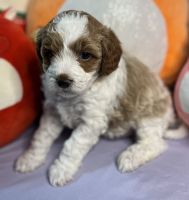 Cavapoo puppies
