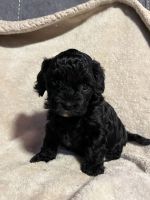 Cavapoos Available