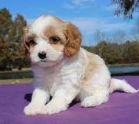 Cavapoo Puppies