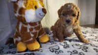 Cavapoo Puppies
