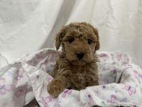 Cavapoo Puppy