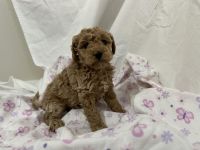 Cavapoo Puppy