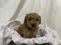 Cavapoo Puppy
