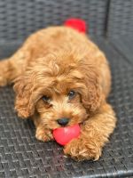 Selling Very Cute 3 month Old Cavapoo