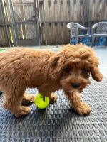 Selling Very Cute 3 month Old Cavapoo