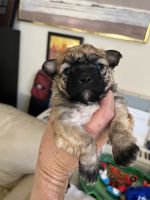 Poodle Chihuahua mix