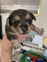 Poodle Chihuahua mix