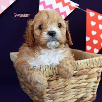 F1 Cavapoo
