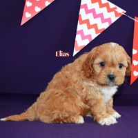 F1 Cavapoo