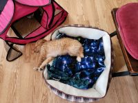 Selling my puppy Buddy