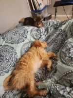 Selling my puppy Buddy