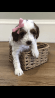 Hazel female cavapoo puppy