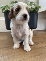 Hazel female cavapoo puppy