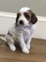 Hazel female cavapoo puppy