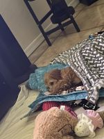 Cavapoo female puppy