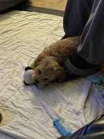 Cavapoo female puppy