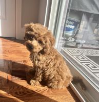 Petite Cavapoo