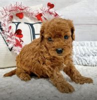 Petite Cavapoo