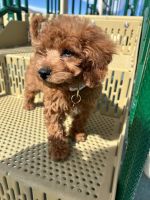Petite Cavapoo