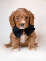 F1B Cavapoo boys