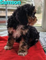 Sweet Cavapoos born 1-8-23 Call *** or text ***