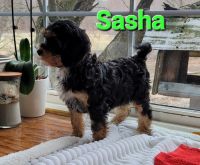 Sweet Cavapoos born 1-8-23 Call *** or text ***