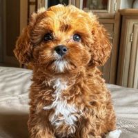 Show Cavapoo puppies now looking for a new home