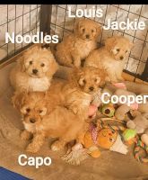 CAVAPOO CUTIE'S OF WINCHESTER