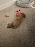 Male Cavapoo for sale