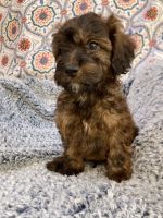 Oaken from Cross-Country Cavapoos