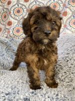 Oaken from Cross-Country Cavapoos