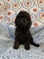 Roly from Cross-Country Cavapoos