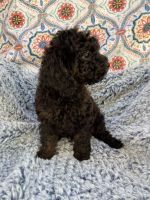 Roly from Cross-Country Cavapoos