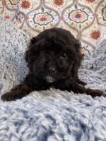 Whisp from Cross-Country Cavapoos