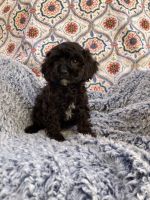 Whisp from Cross-Country Cavapoos