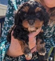 Rare tricolor cavapoos