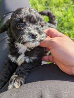 Rare tricolor cavapoos