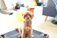 Cavapoo pup registered up to date on shots and professionally trained