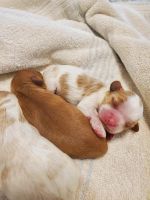 April 26 cavapoo puppy litter