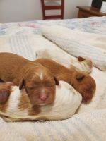 April 26 cavapoo puppy litter