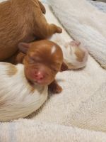 April 26 cavapoo puppy litter