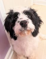 Puppies for sale in Summerville SC