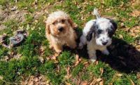 Puppies for sale in Summerville SC