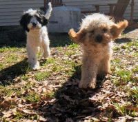Puppies for sale in Summerville SC