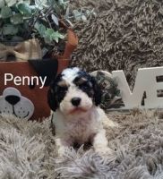 Designer Cavapoos Ready to go to their furever homes in 2 weeks