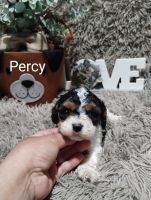 Designer Cavapoos Ready to go to their furever homes in 2 weeks