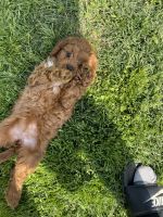 Toy cavapoo needs new home