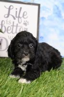 Peggy Female Cavapoo
