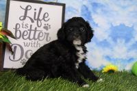 Peggy Female Cavapoo